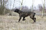 CANE CORSO 792